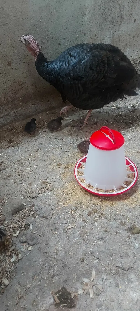 turkeys - Image 1