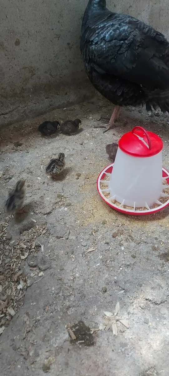 turkeys - Image 2