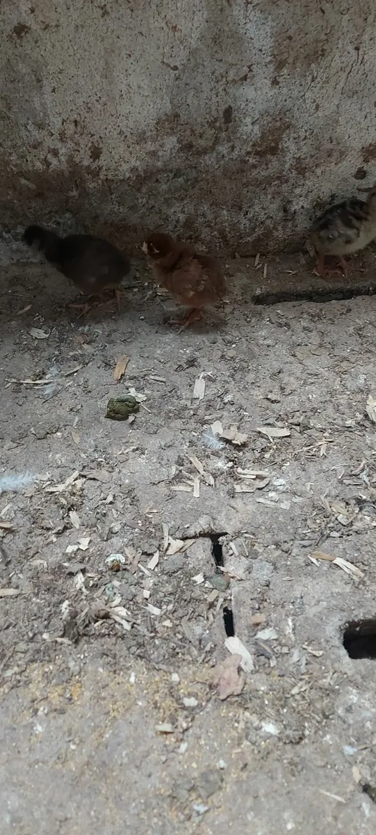 turkeys - Image 4