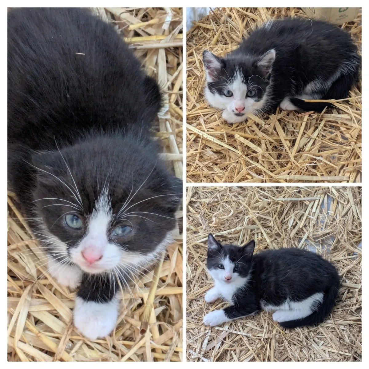 Kittens