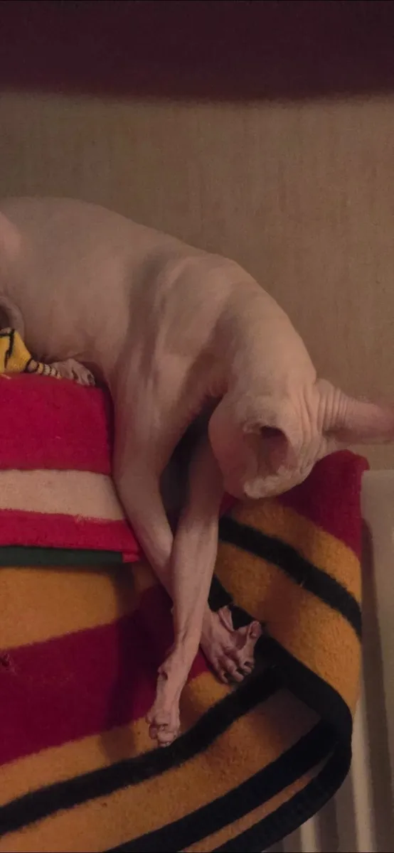 Sphynx - Image 4