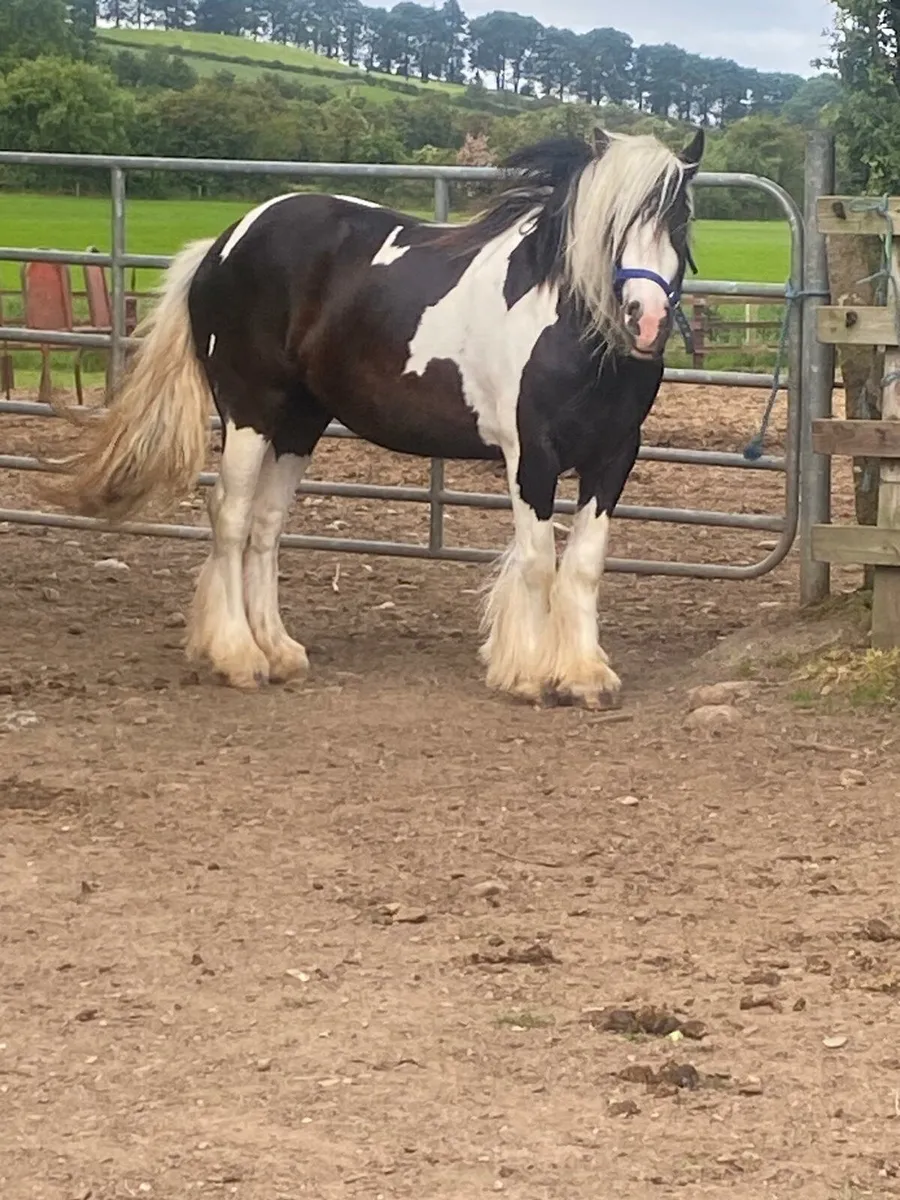 3 year old black and white filly. - Image 1