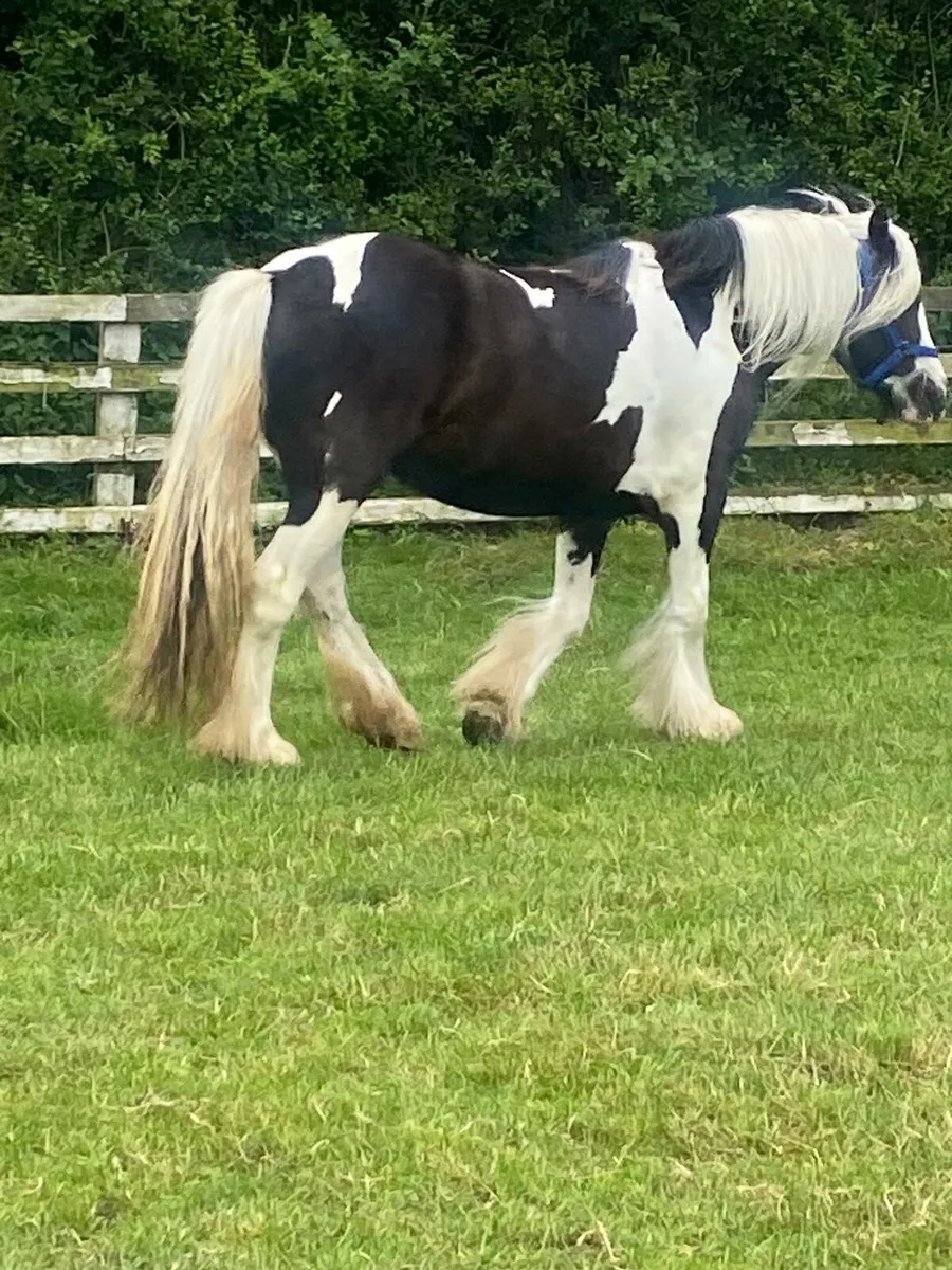 3 year old black and white filly. - Image 2