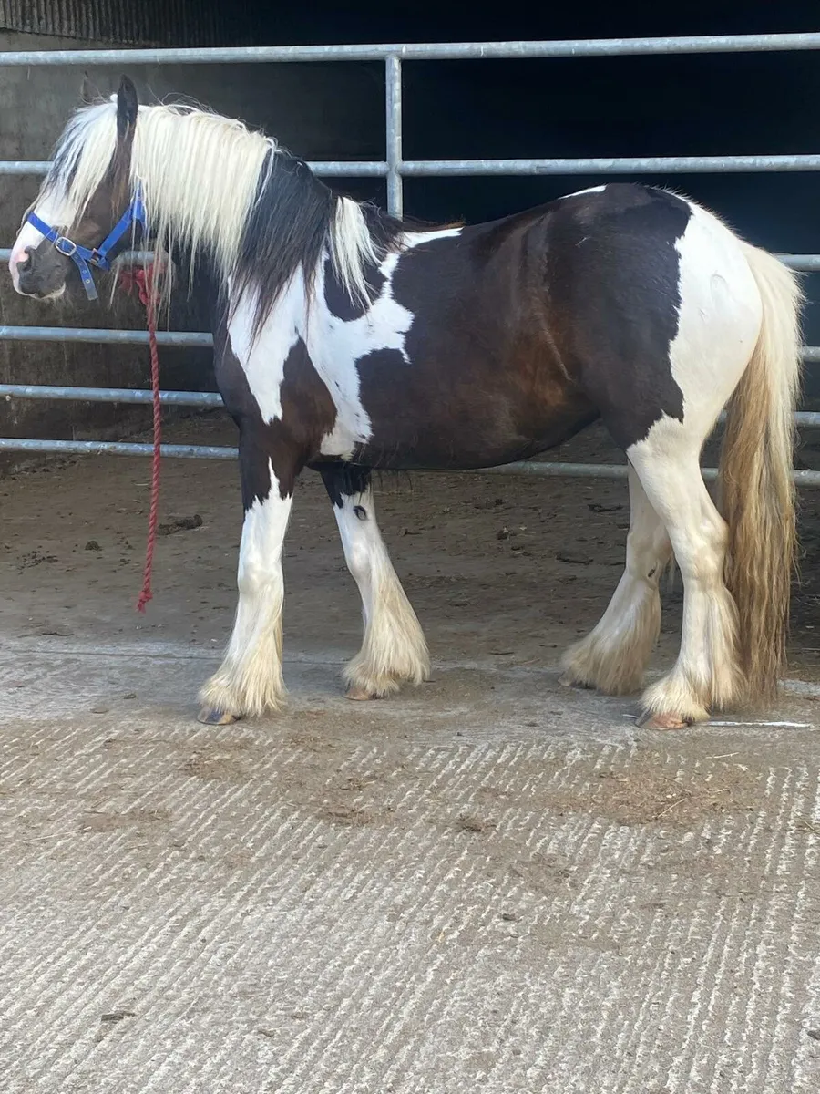 3 year old black and white filly. - Image 3