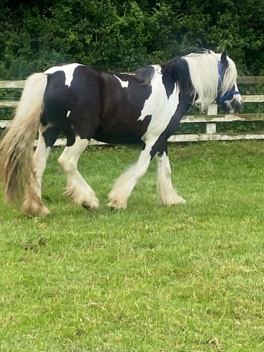 3 year old black and white filly. - Image 4