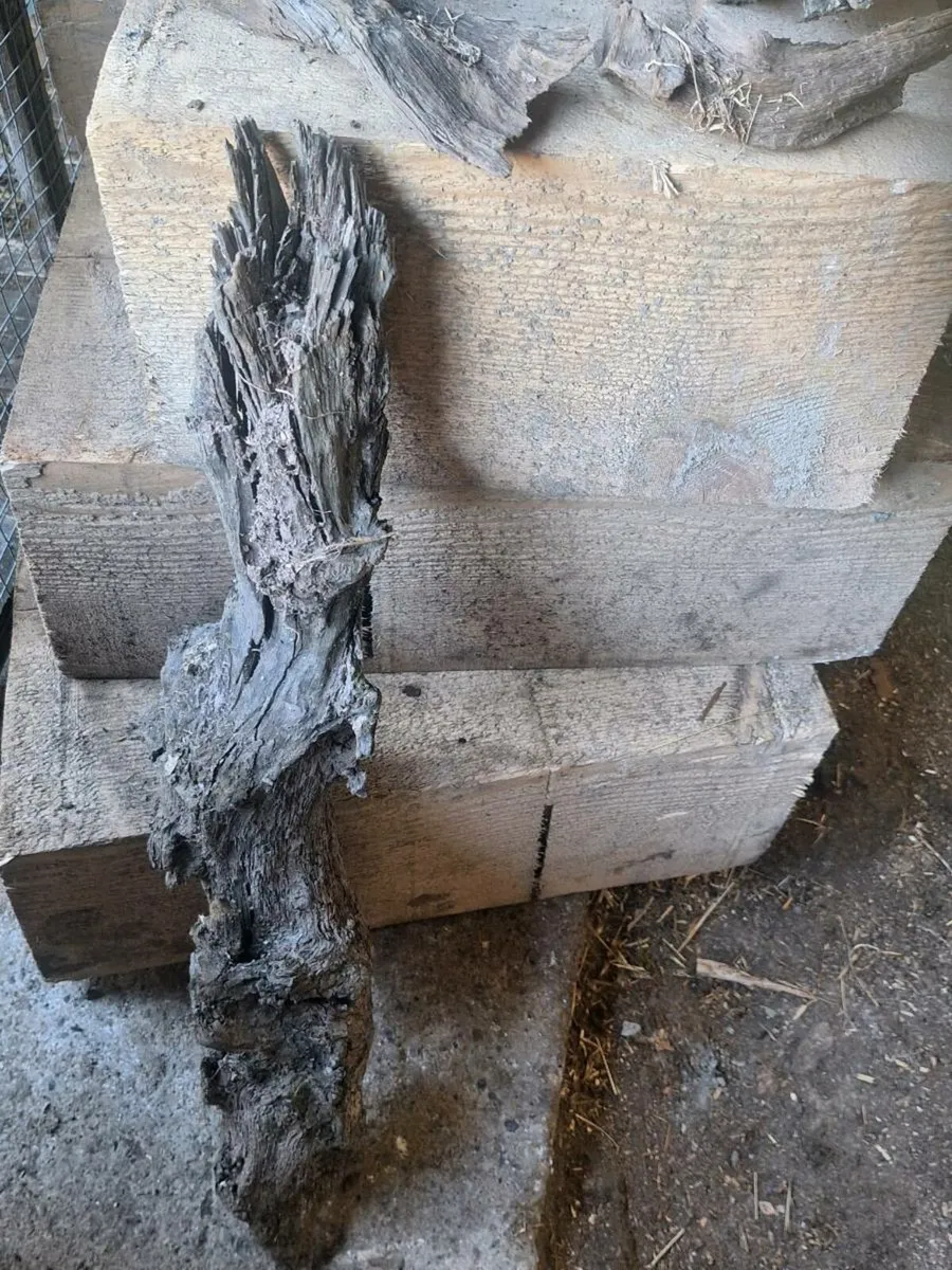 Bog oak - Image 1