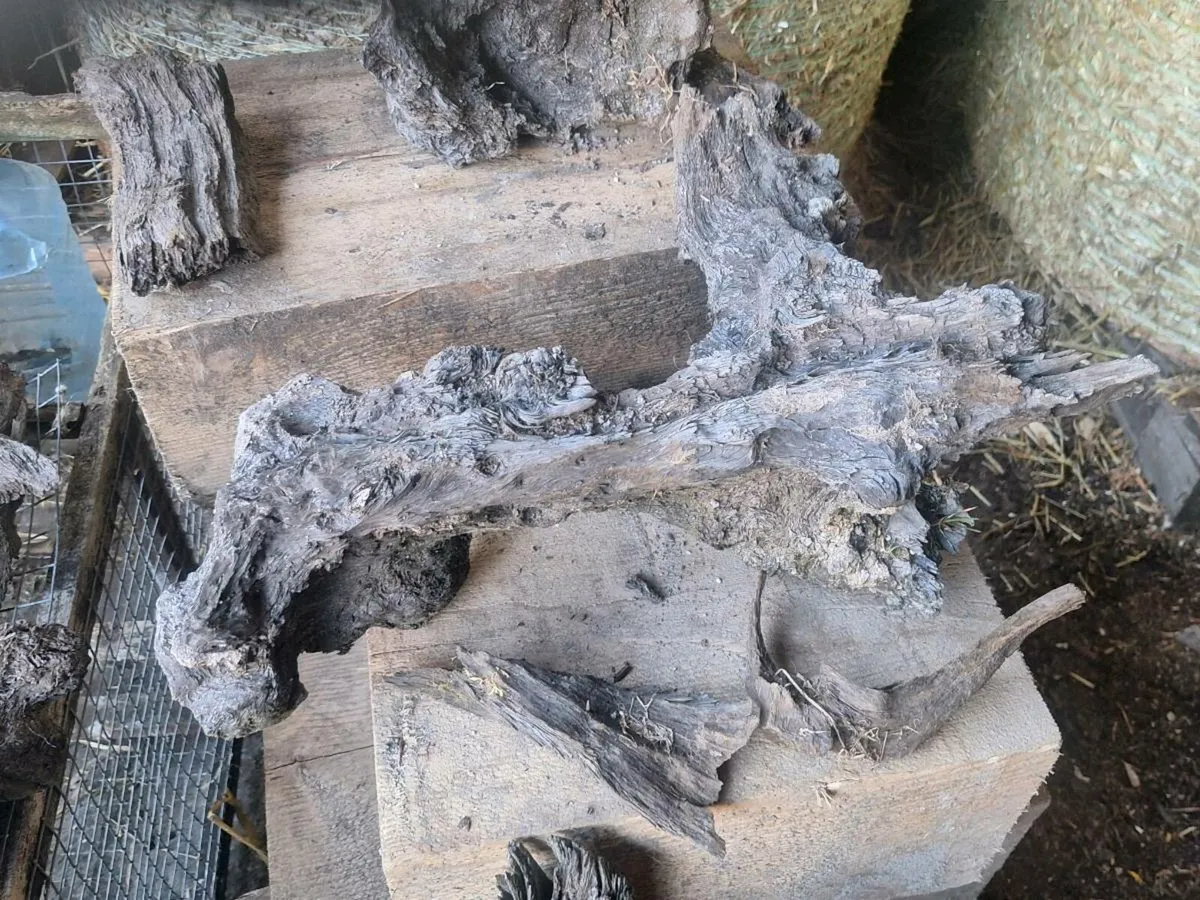 Bog oak - Image 2