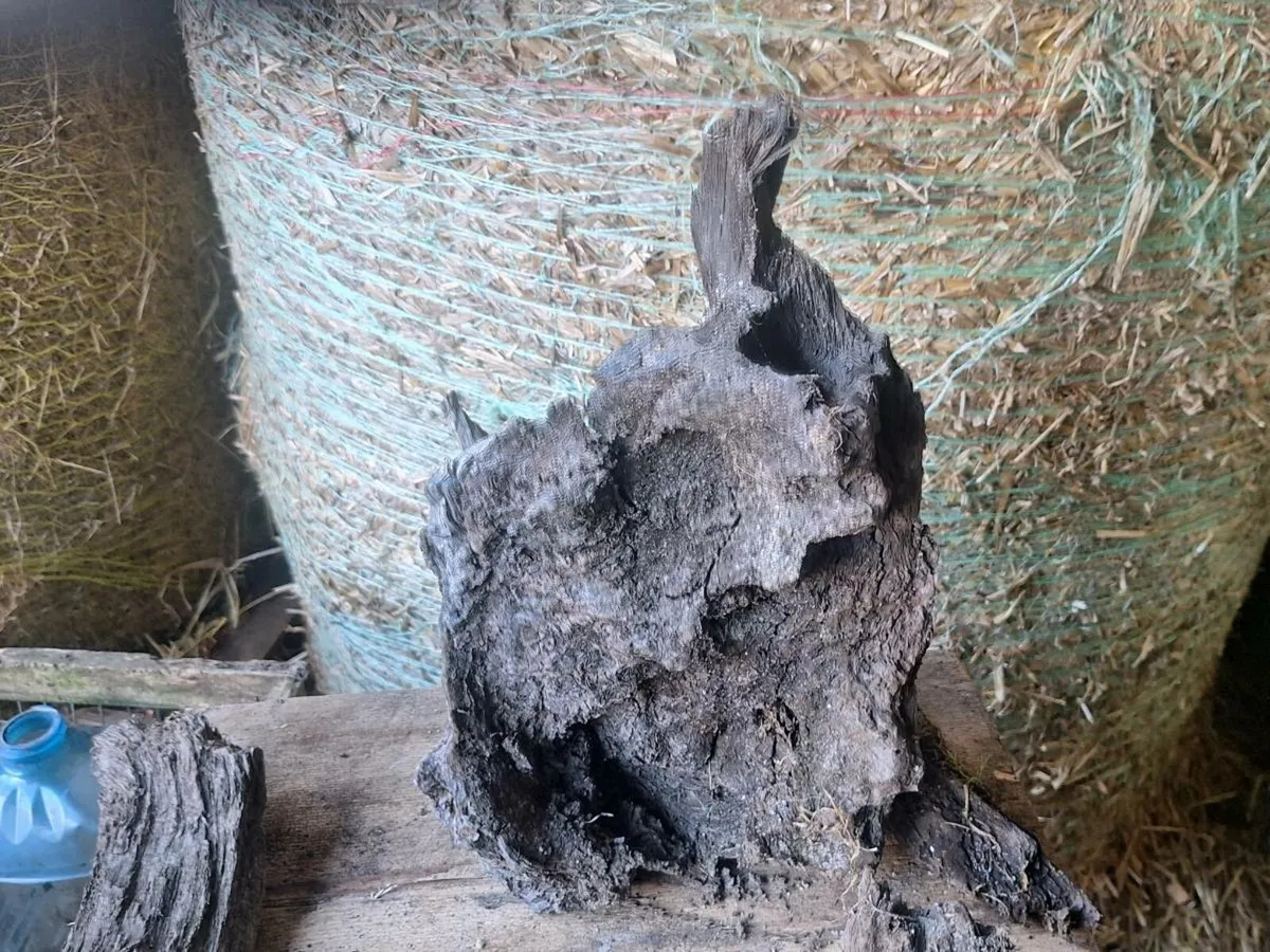 Bog oak - Image 3