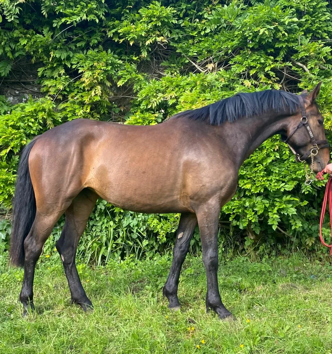 Classy TIH mare by Carrabawn cross - Image 1