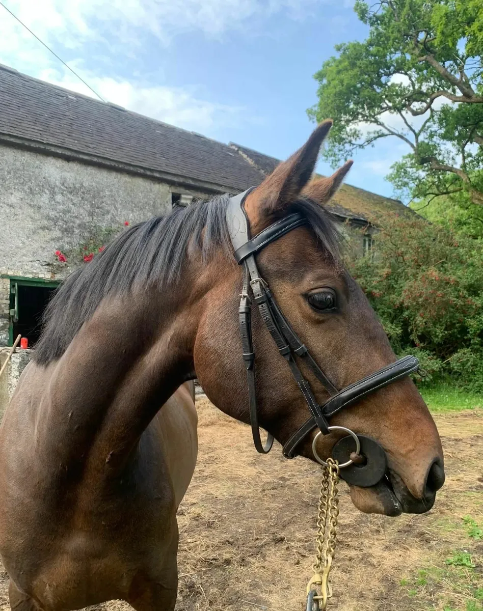 Classy TIH mare by Carrabawn cross - Image 2