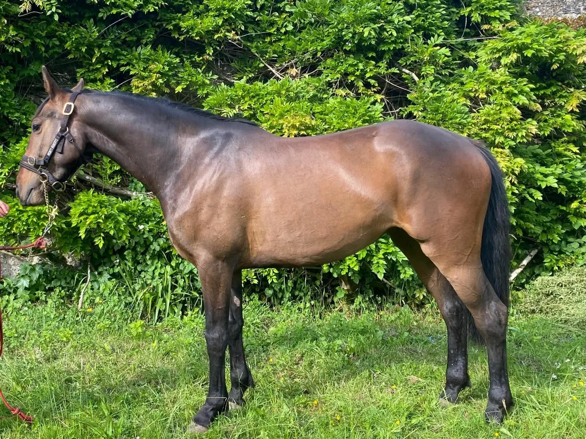 Classy TIH mare by Carrabawn cross - Image 3