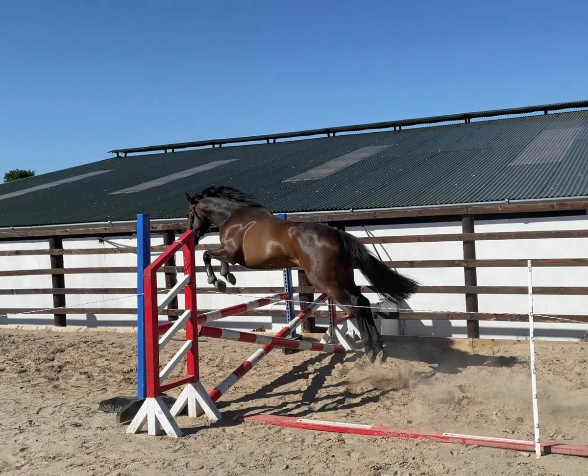 Classy TIH mare by Carrabawn cross - Image 4