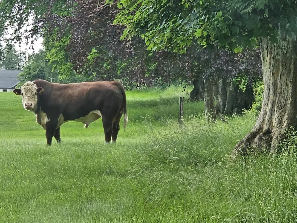 Hereford Bull - Image 4