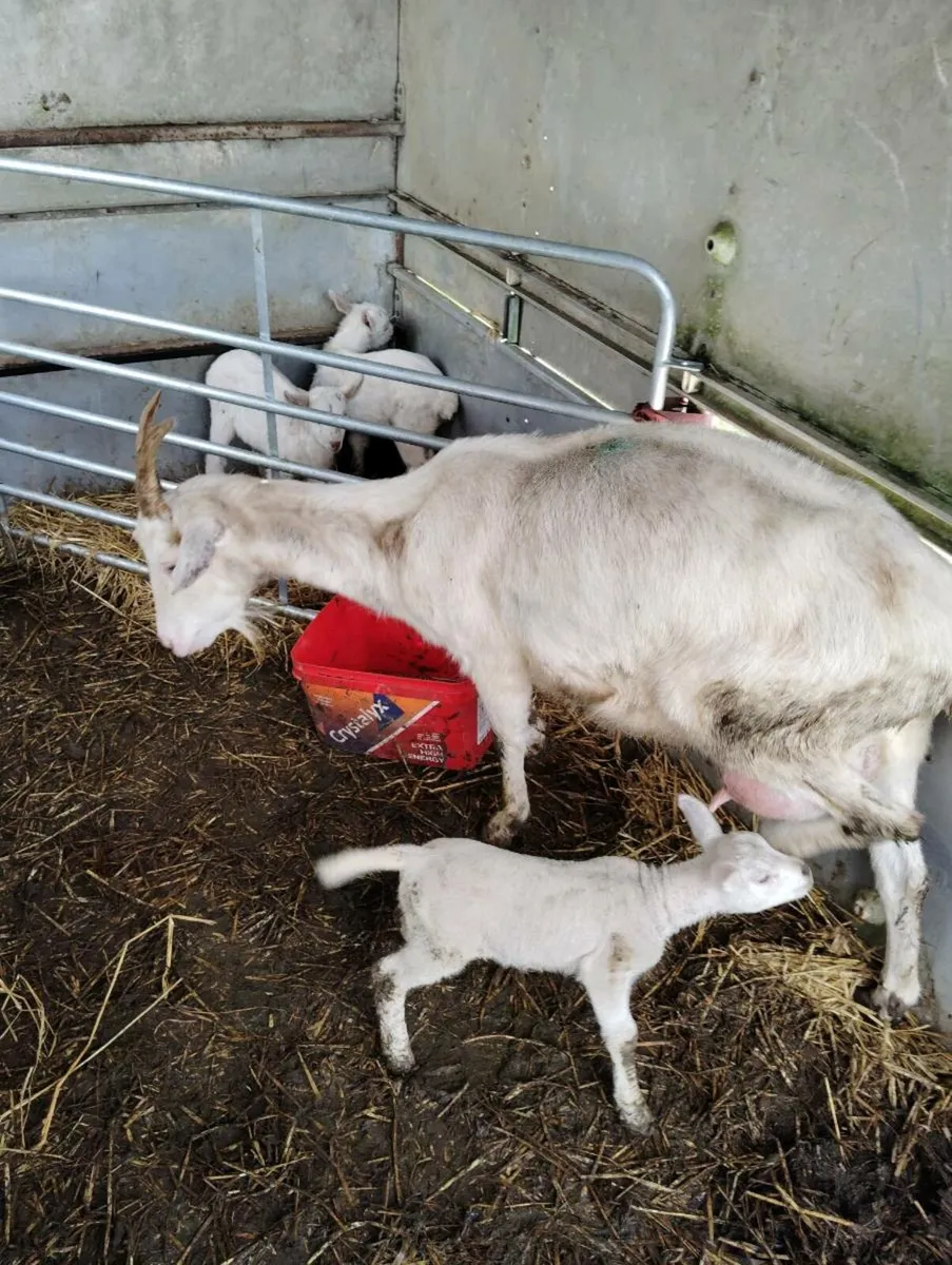 Goat for sale - Image 2
