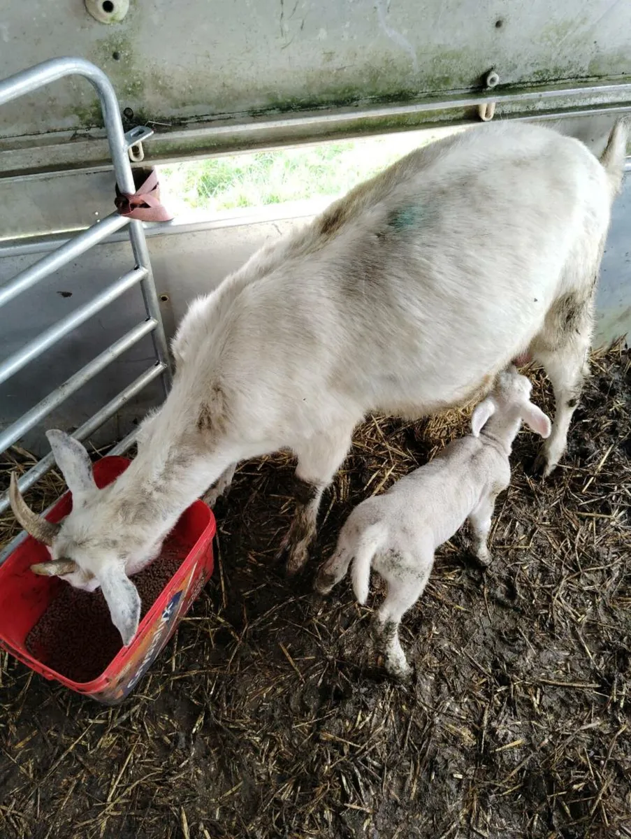 Goat for sale - Image 3