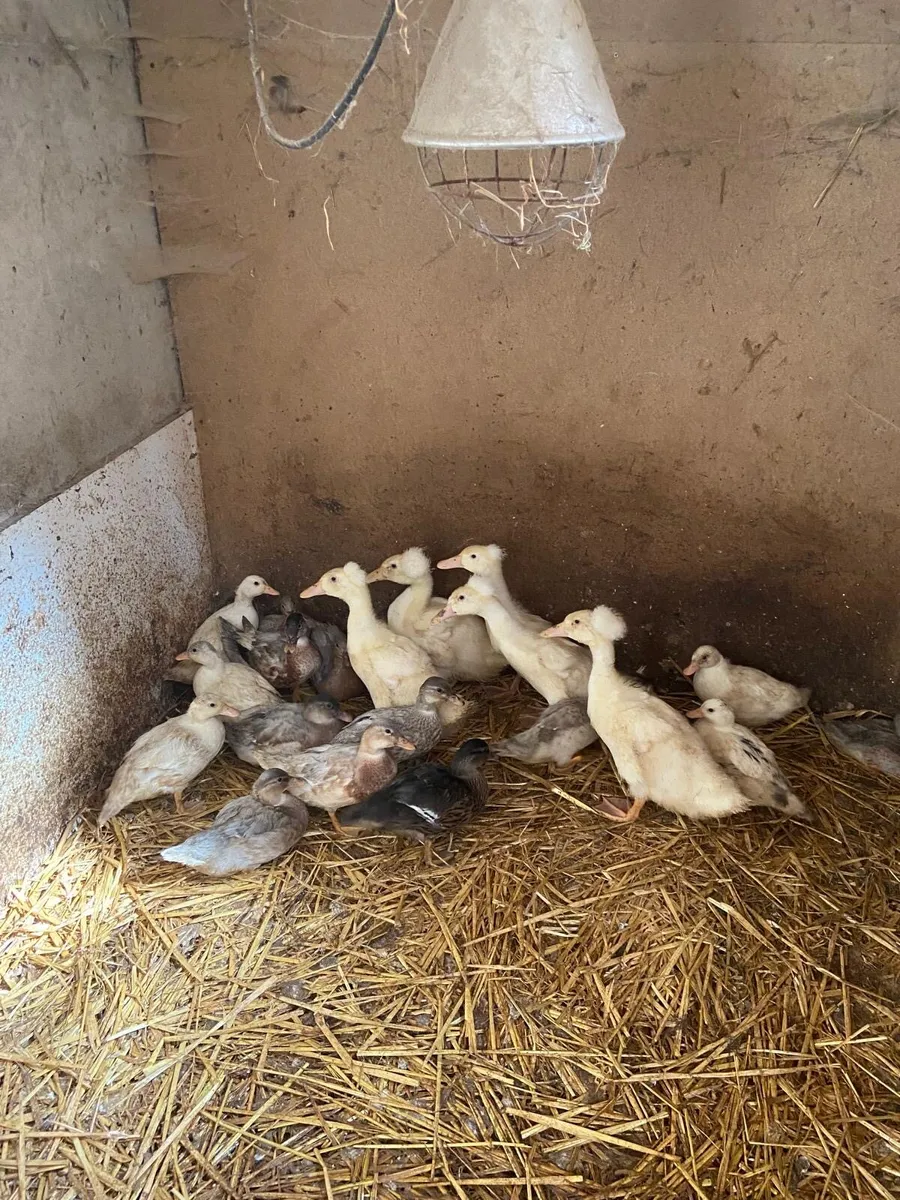 Ducks - Image 1
