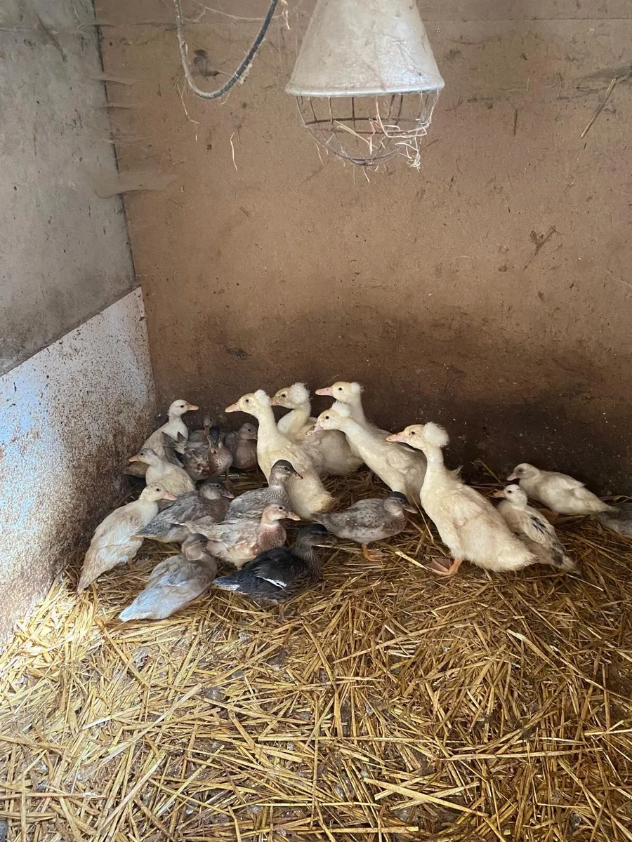 Ducks - Image 2