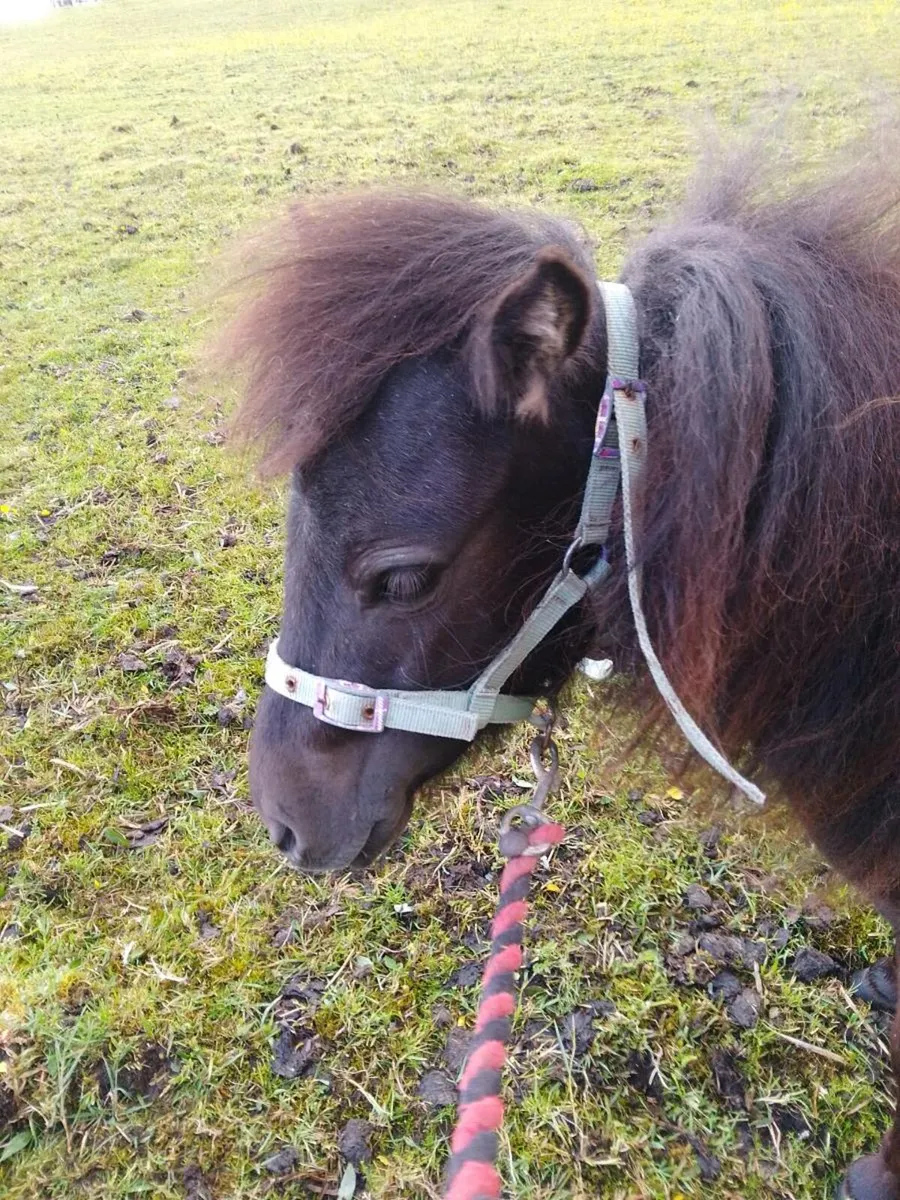 Mini Shetland filly - Image 1