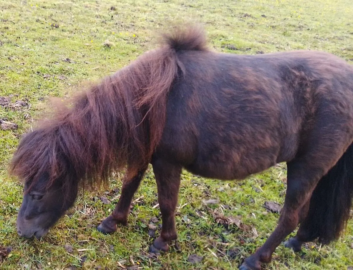 Mini Shetland filly - Image 3