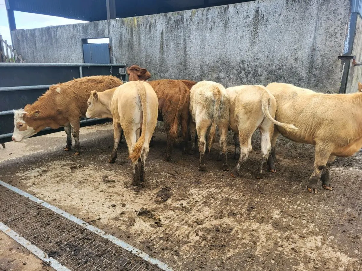 Heifers - Image 1