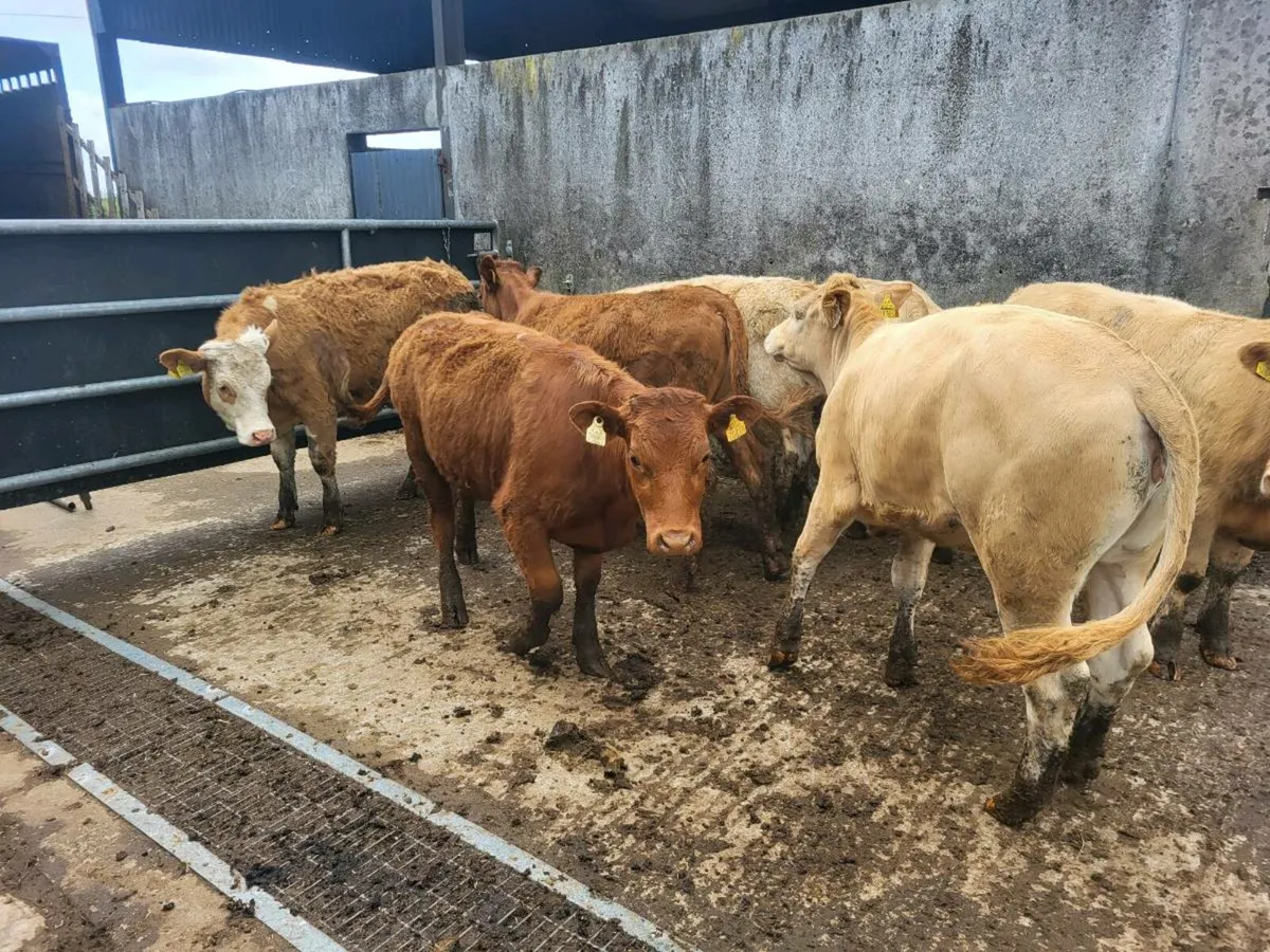 Heifers - Image 2