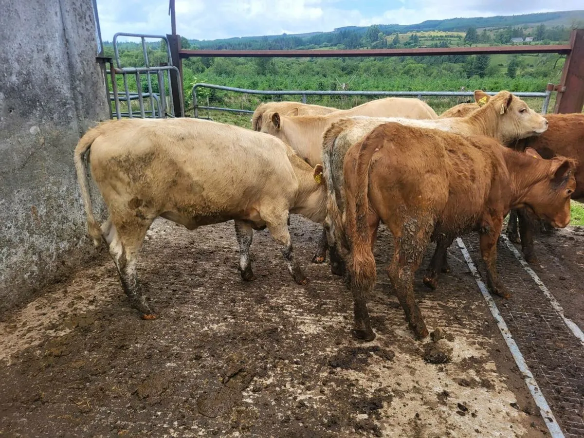 Heifers - Image 3
