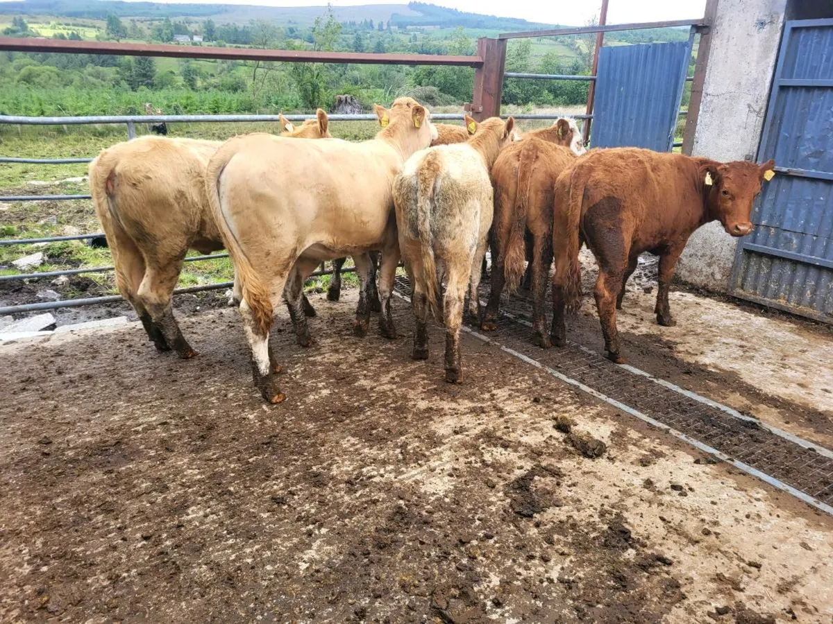 Heifers - Image 4