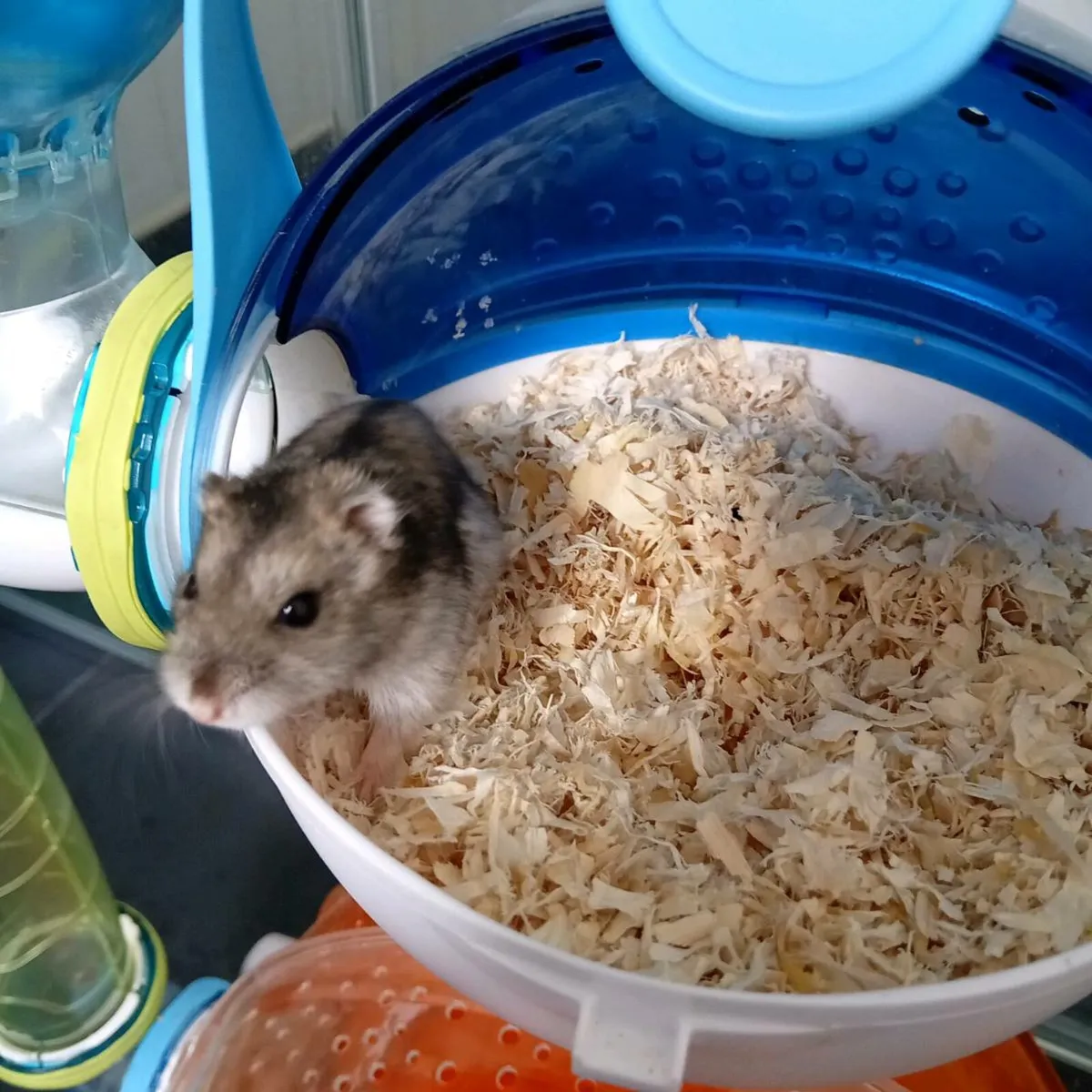 Dwarf hamster - Image 1