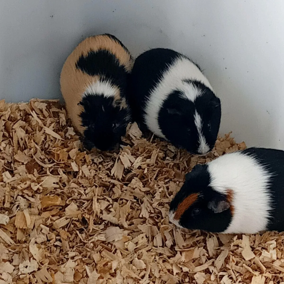 Guinea pigs