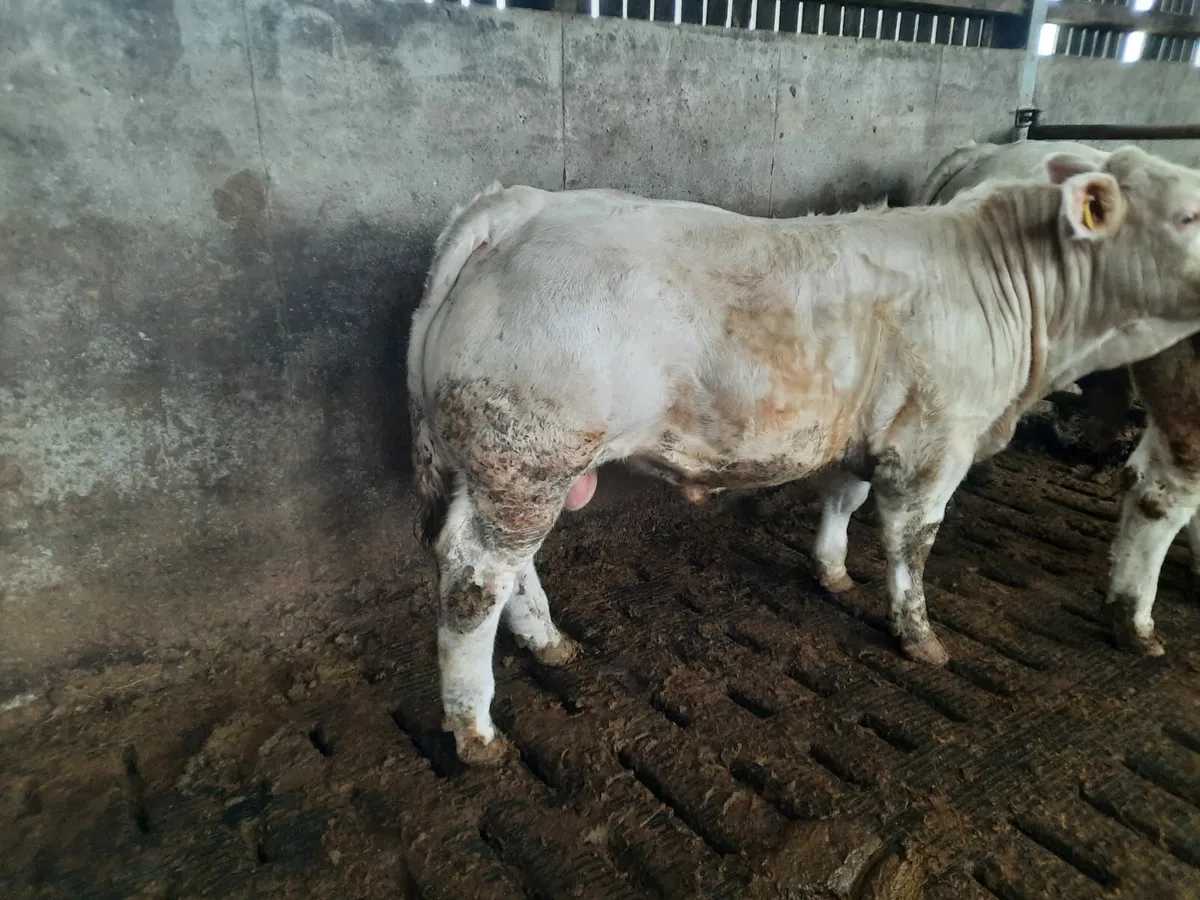 Pbr charolais bulls - Image 2