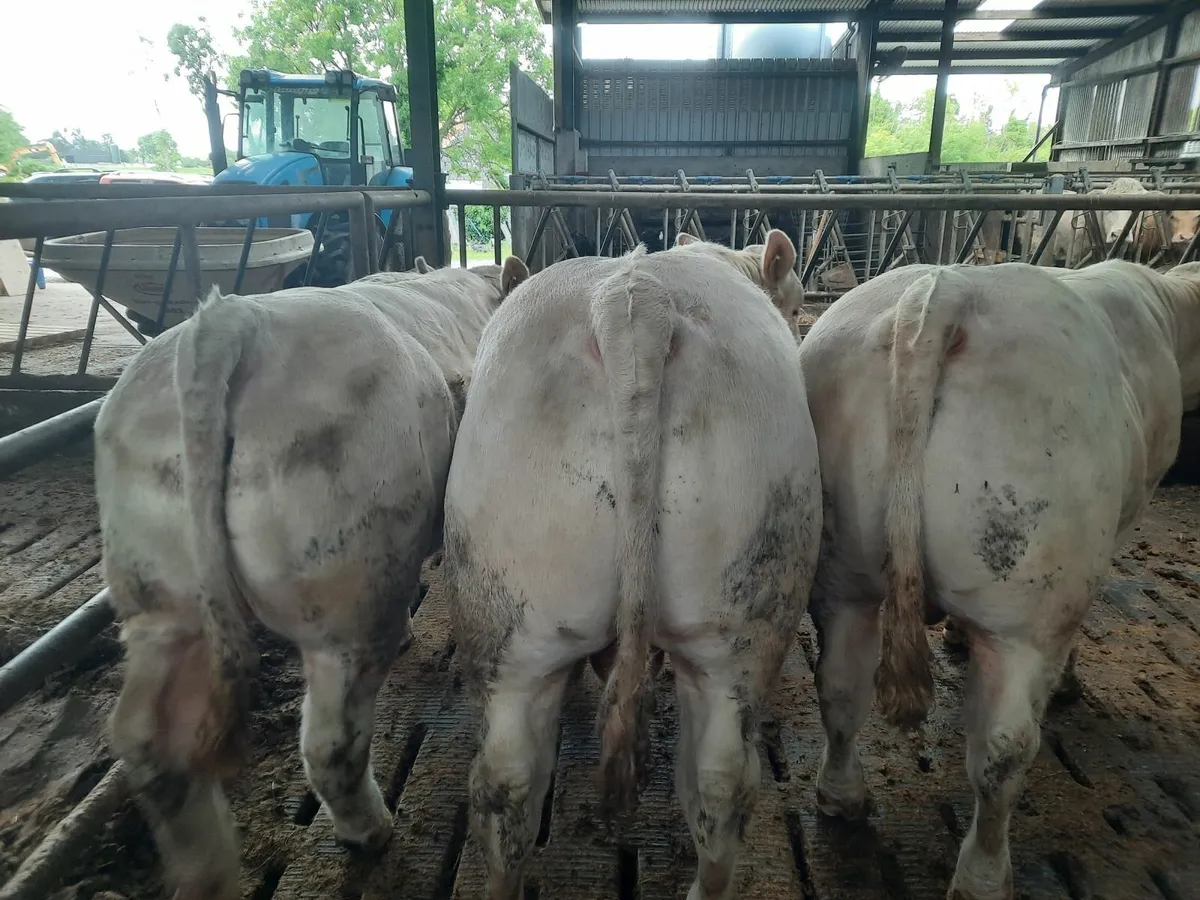 Pbr charolais bulls - Image 3