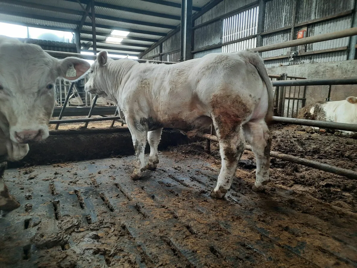 Pbr charolais bulls - Image 4