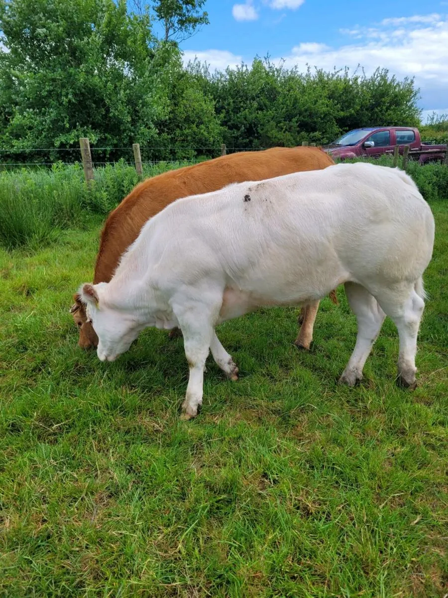 Bulling heifer - Image 1