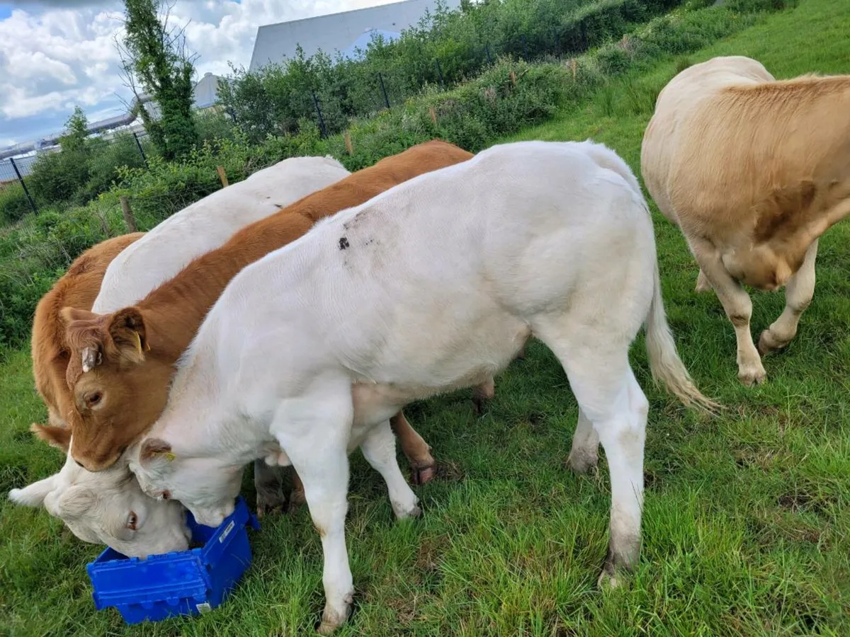 Bulling heifer - Image 3