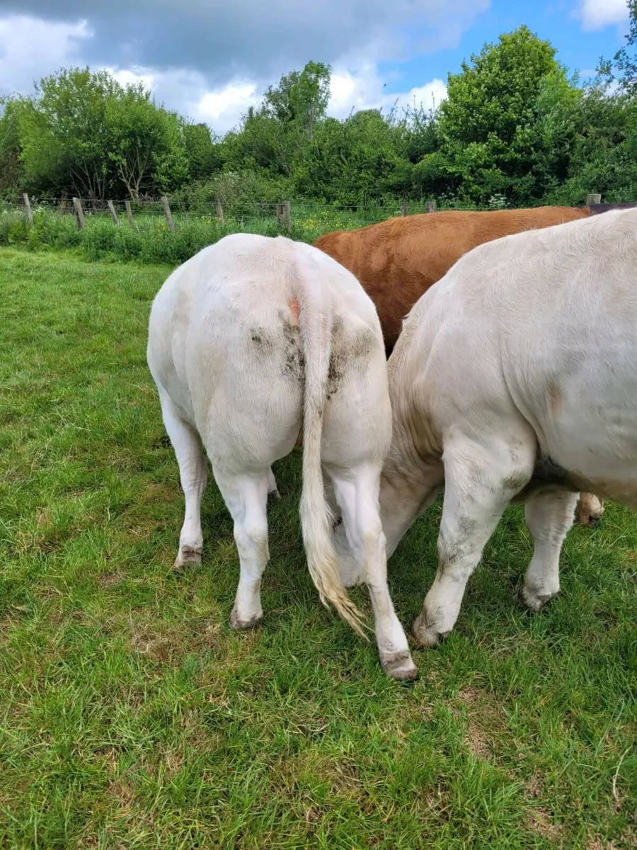Bulling heifer - Image 4
