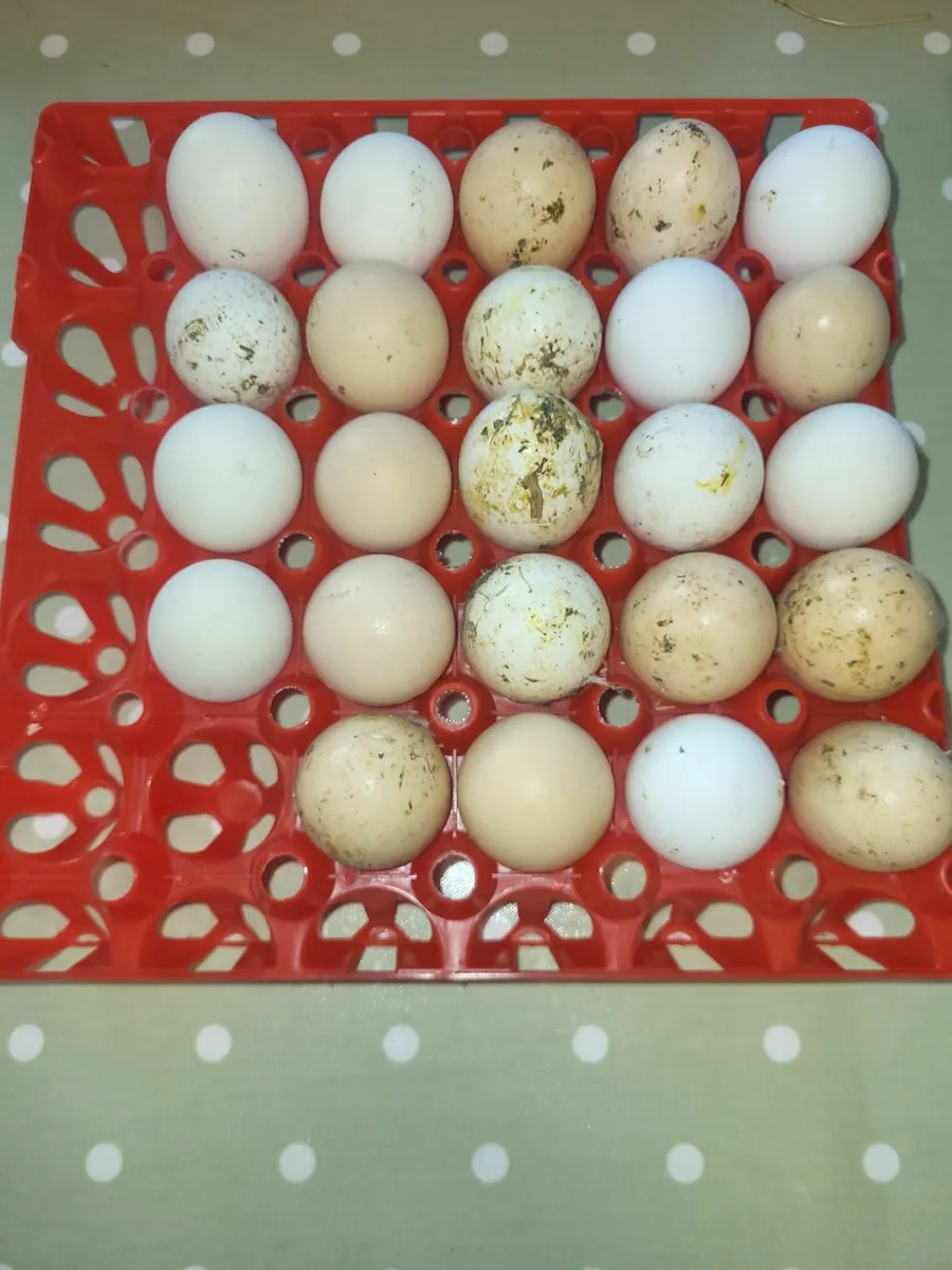 Hatching eggs cheap - Image 1