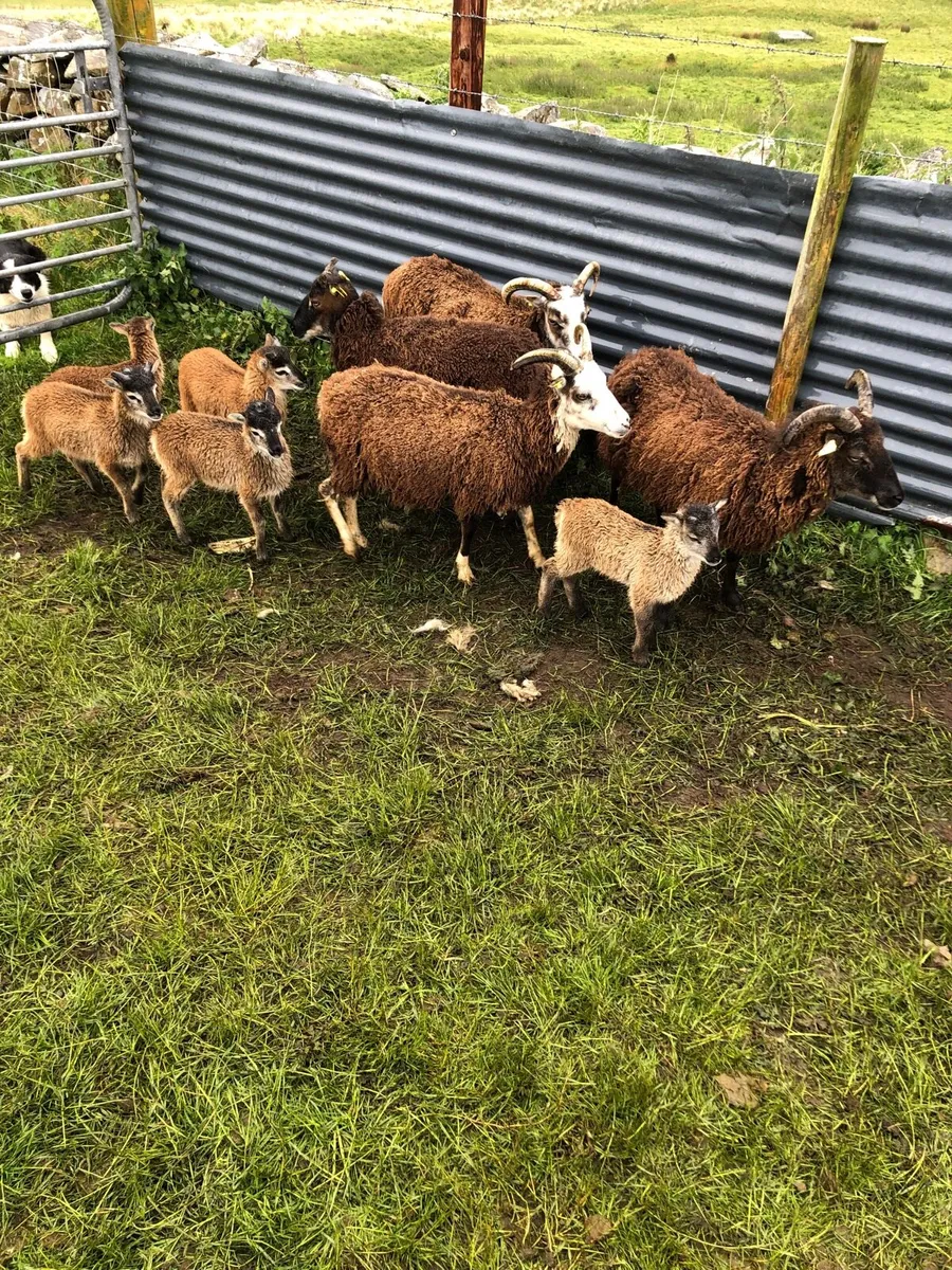 5 ewes 5 lambs - Image 1