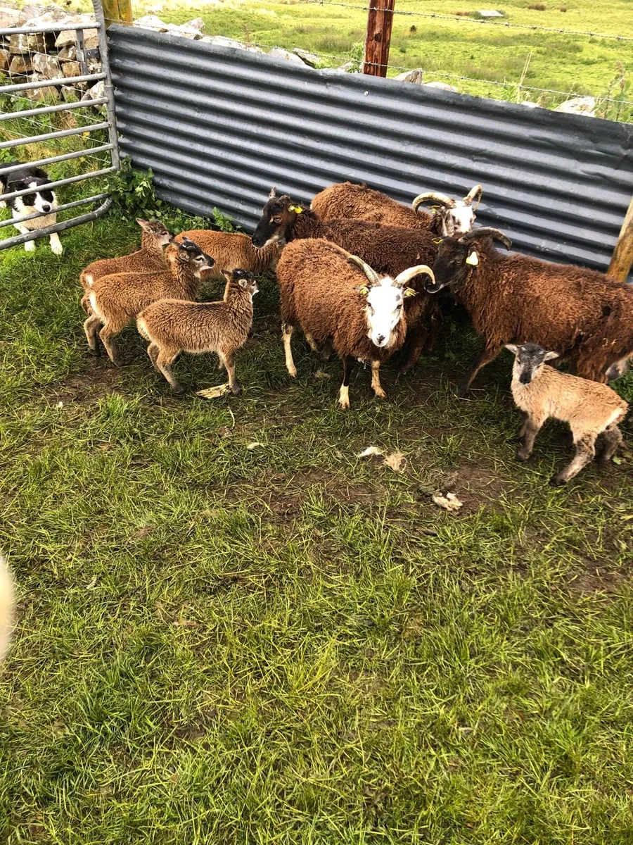 5 ewes 5 lambs - Image 2