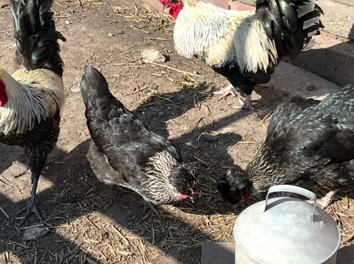 Seabright and Shetland Hatching Eggs - Image 4