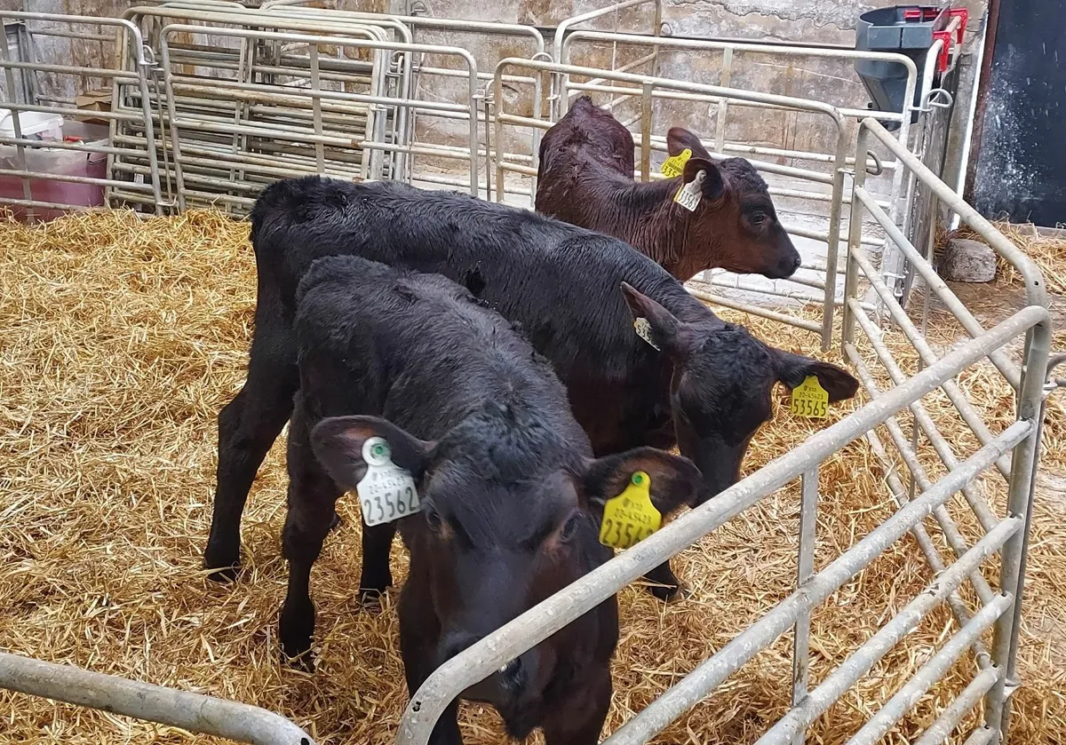 Angus Calves - Image 1