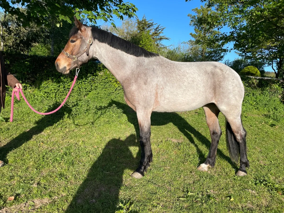 3yo 15’1 Connemara Mare - Image 1