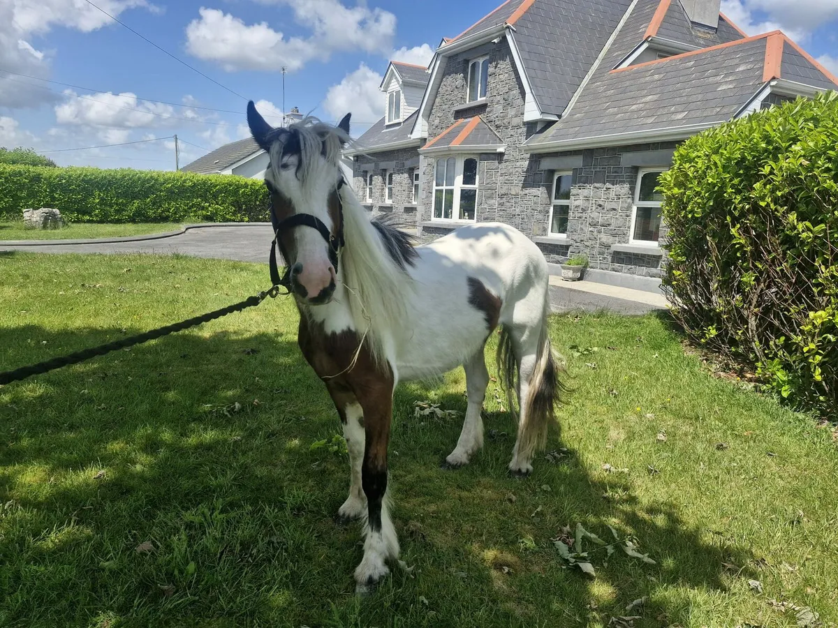 2 Year Old Pony - Image 2