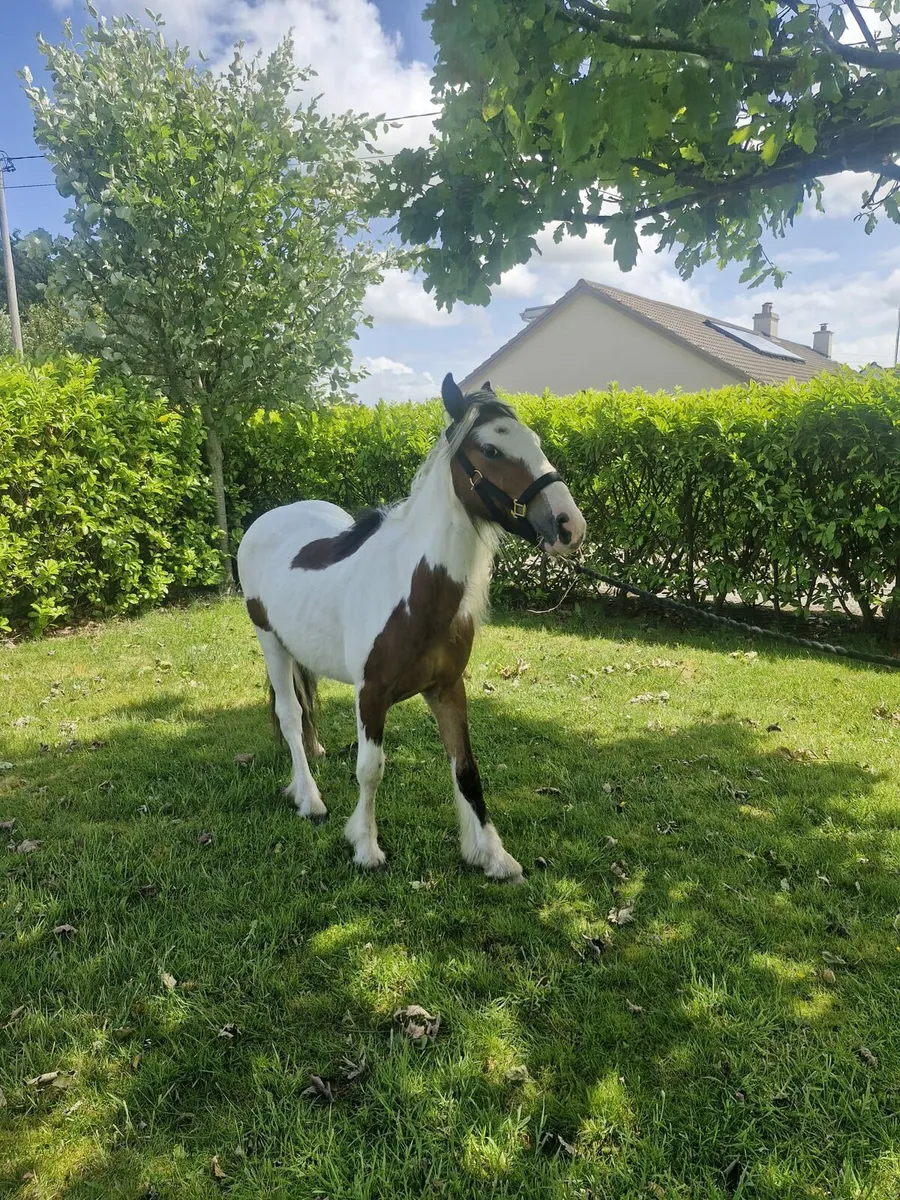 2 Year Old Pony - Image 1