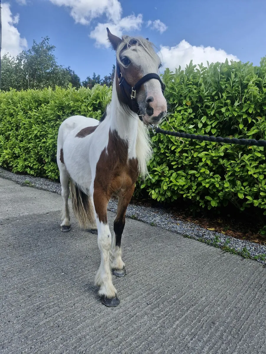2 Year Old Pony - Image 3