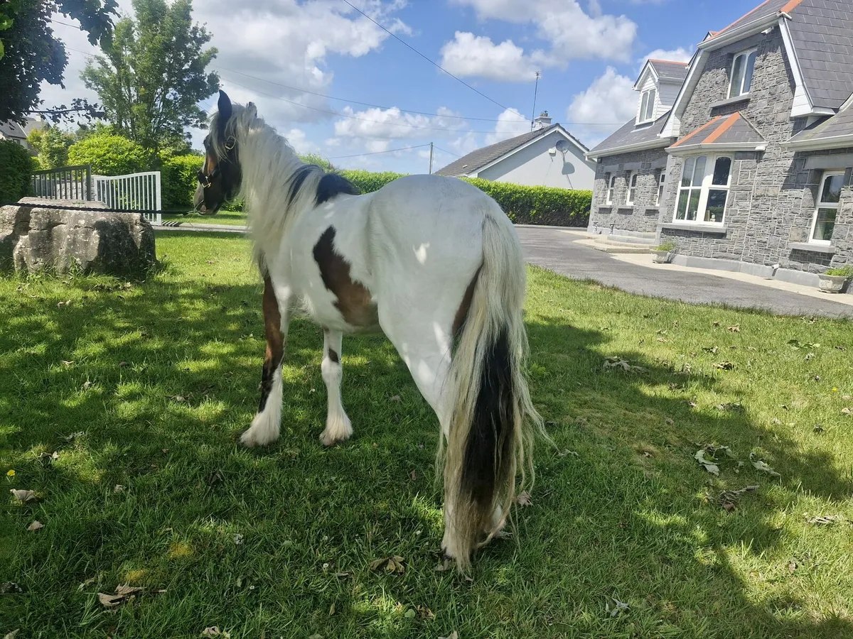 2 Year Old Pony - Image 4