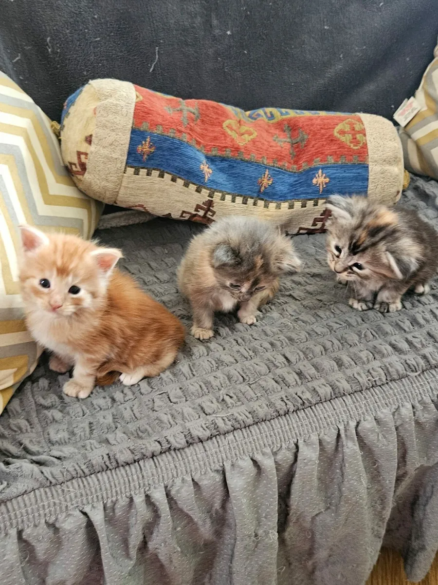 Pure Maine Coone kitten - Image 1