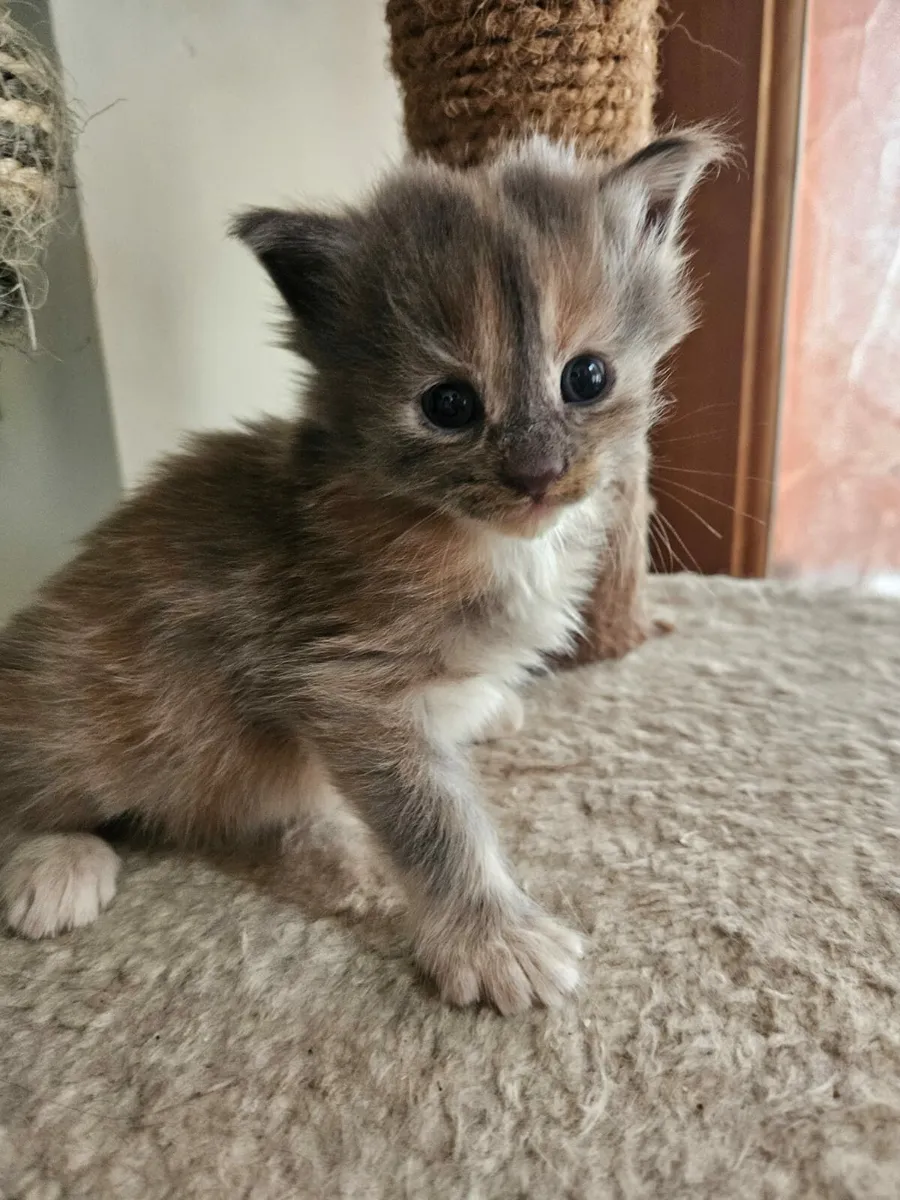Pure Maine Coone kitten - Image 2