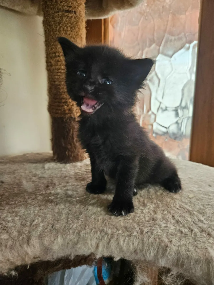 Pure Maine Coone kitten - Image 3