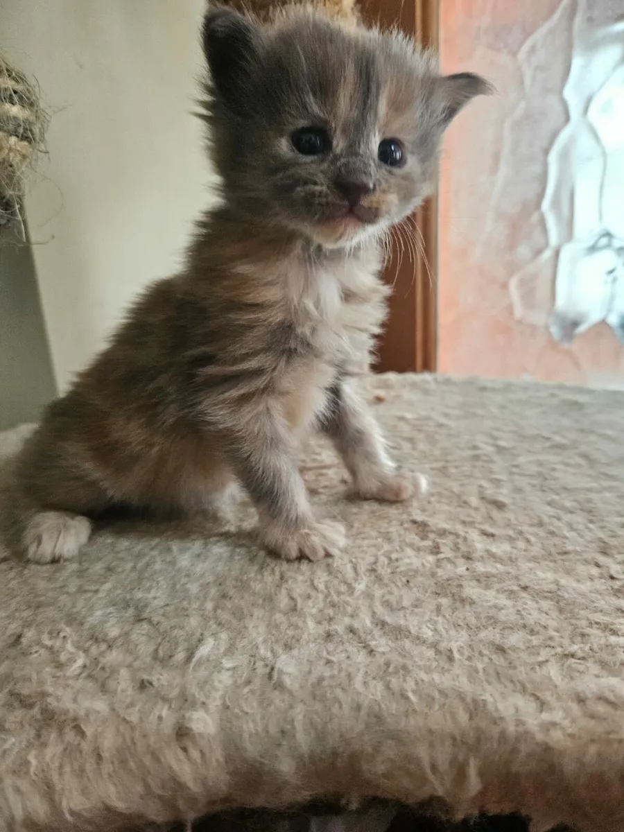 Pure Maine Coone kitten - Image 4