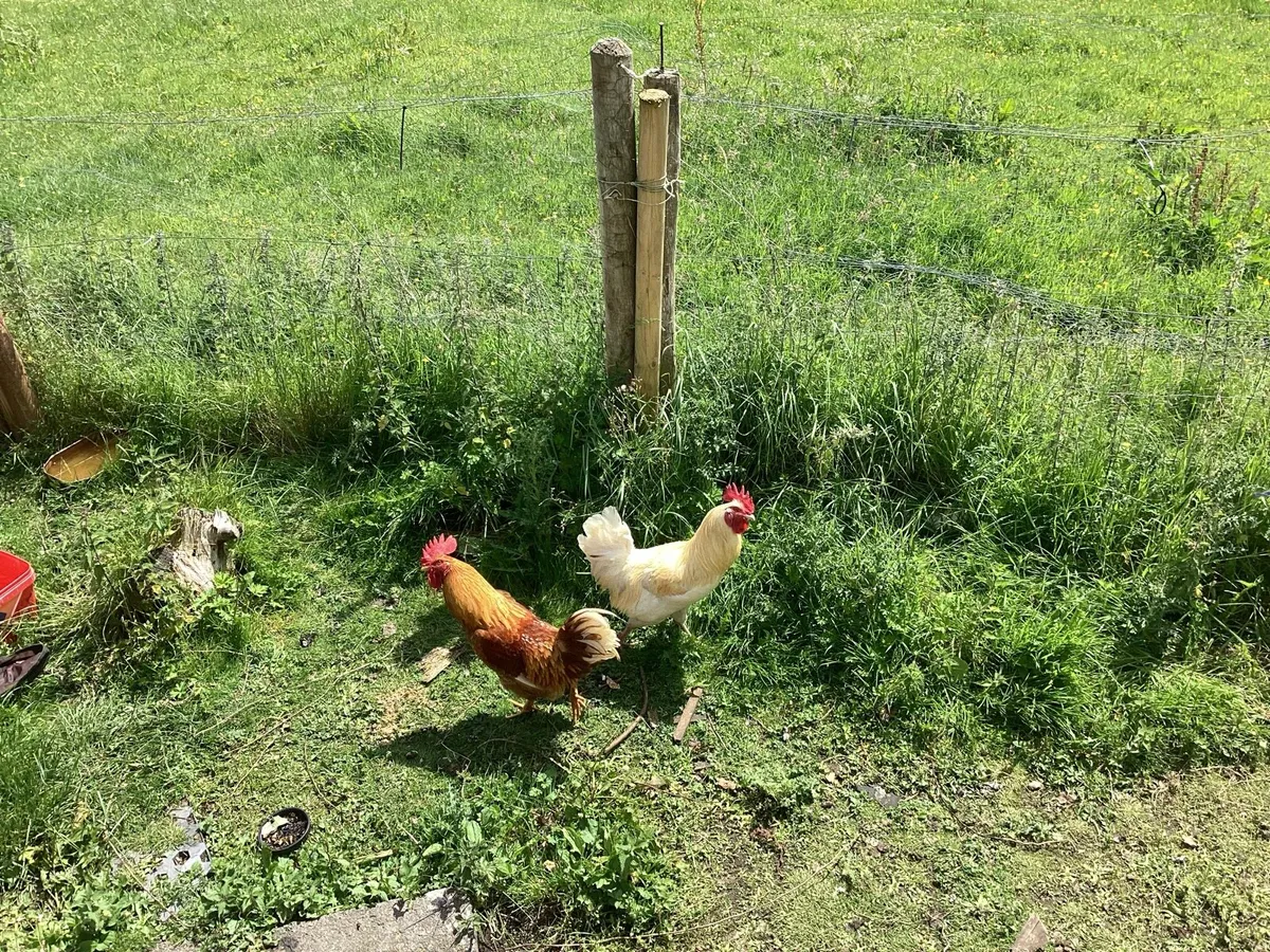 Roosters - Image 1